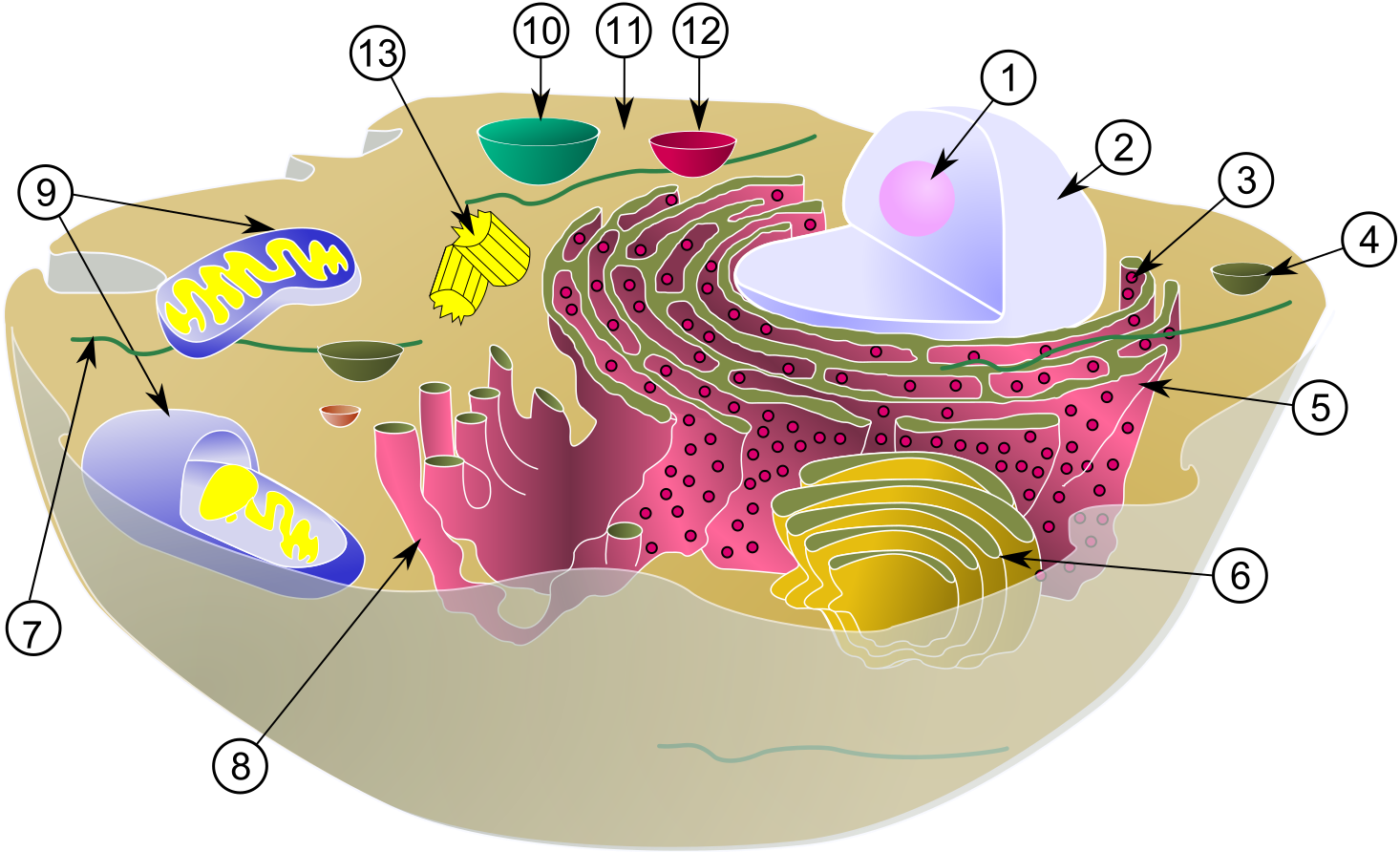 Cell Organelles - 1. Nucleus, 2. Nucleus, 3. Ribosome, 4. Vesicle, 5. Rough Endoplasmic Reticulum, 6. Golgi Apparatus, 7. Cytoskeleton, 8. Smooth Endoplasmic Reticulum , 9. mitochondria, 10. vacuole, 11. cytosol, 12. lysosome, 13. centriole