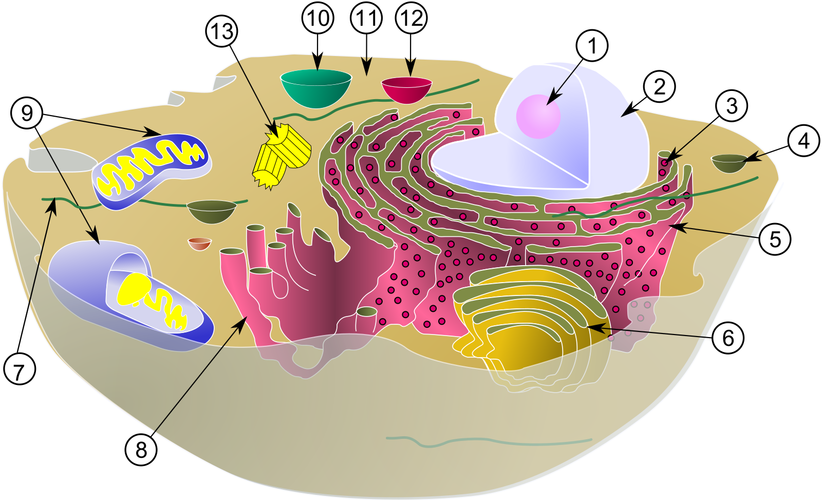 Цитоплазма клеточное ядро. Аппарат Гольджи эукариотической клетки. Аппарат Гольджи у прокариот. Эндоплазматическая сеть — ; аппарат Гольджи — ; митохондрии —. Эндоплазматическая сеть — ; ядро — ; лизосомы —.