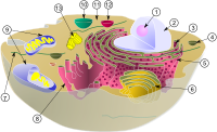 細胞膜