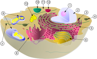 Structure of an animal cell depicting various organelles Biological cell.svg