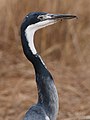 Black-headed Heron, Ardea melanocephala at Marievale Nature Reserve, Gauteng, South Africa - It was eating a rat, then went to drink some water. (21533674872).jpg