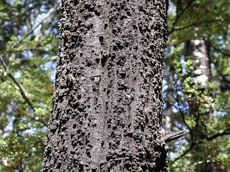 File:Black beech trunk with wasps sucking the honeydew.jpg