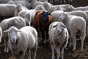 A black sheep stands out from the flock. Black sheep-1.jpg