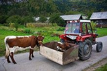 La fotografía en color muestra un tractor con un benet trasero que lleva un becerro rojo con una línea dorsal blanca.  Una vaca del mismo color sigue al tractor por su propia voluntad.