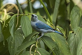 Costa Ricában 55 Thraupidae faja él, mint például a kék tanager (Thraupis episcopus), amely helyi nevén viudita.