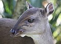 Blue duiker.jpg