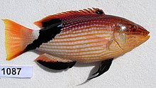 Bodianus loxozonus JNC1087.JPG 