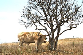 Przykładowy obraz artykułu Caracu (rasa bydła)