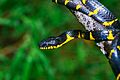 Boiga dendrophila - Khao Sok National Park