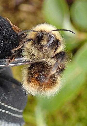 Bombus balteatus