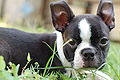 Boston Terrier Puppy 001.jpg