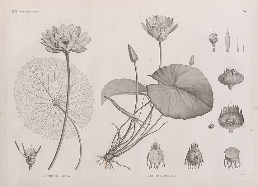 Pl.60 - 1. Nymphæa lotus 2. Nymphæa cærulea