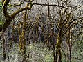 Image 80Moss-covered oak trees in the Bothe-Napa Valley State Park