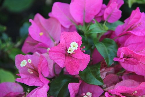 Bougainvillea, "Pukanawila"