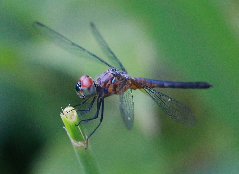 File:Brachydiplax chalybea female.jpg