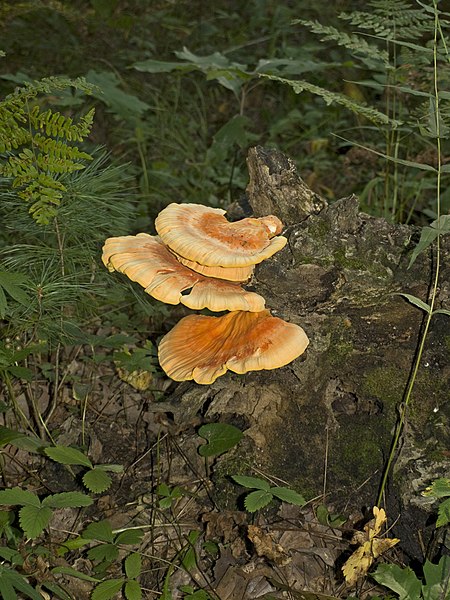 File:Bracket fungi Pinery Provincial Park.jpg