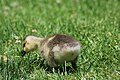 * Nomination: A juvenile Canada goose, Branta canadensis, on the grass at Campbell Park in Campbell, California. --Grendelkhan 07:45, 14 May 2024 (UTC) * * Review needed