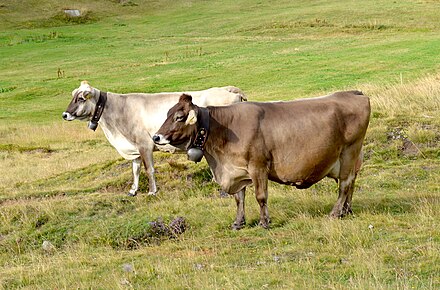 Braunvieh, a dairy breed[1] with high milk production and little milk fat