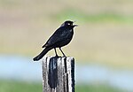 Thumbnail for File:Brewer's Blackbird 4857m.jpg