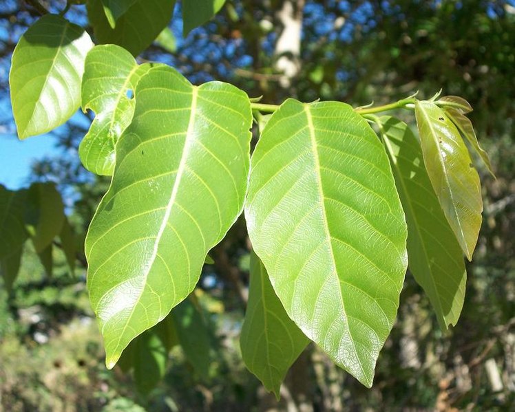 File:Bridelia micrantha leaves 12 08 2010.JPG