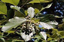 Bristol sangat, Sorbus bristollensis, Kew Gardens.jpg