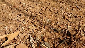 பொற்பனைக்கோட்டையில் ஆங்காங்கே கானப்படும் உடைந்த மண்பான்ட சில்லுகள்