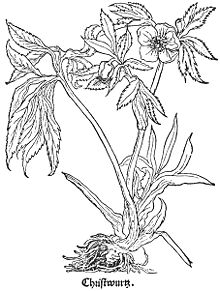 Christwurz (Helleborus niger) from Herbarum vivae eicones (1530–1536)