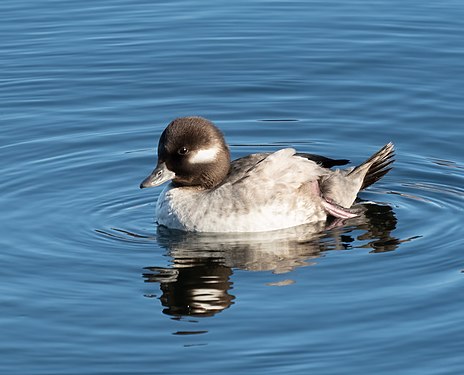 Bufflehead female in the Central Park Reservoir