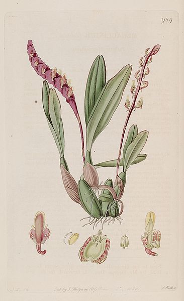 File:Bulbophyllum falcatum (as Megaclinium falcatum) - Bot. Reg. 12 pl. 989 (1826).jpg