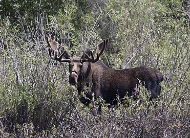 Bull Moose, Pilgrim Rd. Grand Teton National Park.jpg