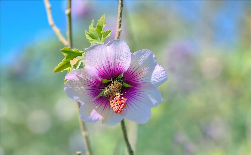 File:Busy Winter Bee (139213353).jpeg