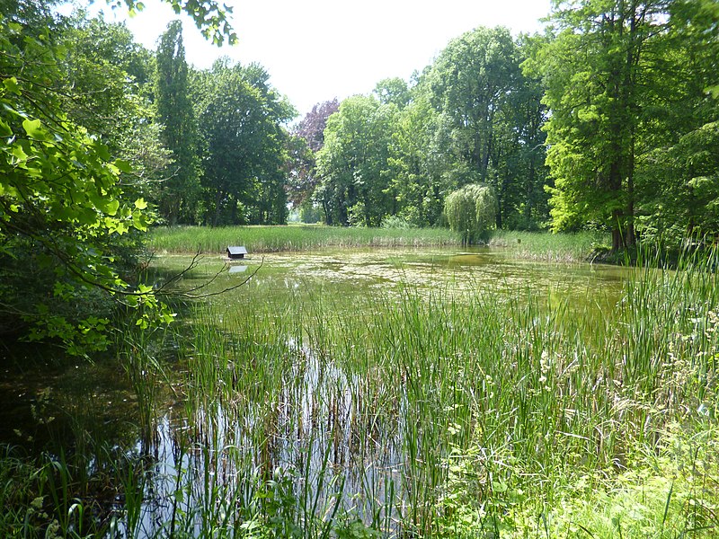 File:Cösitzer Park, Parkteich 02.jpg