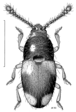 Thortus ovalis