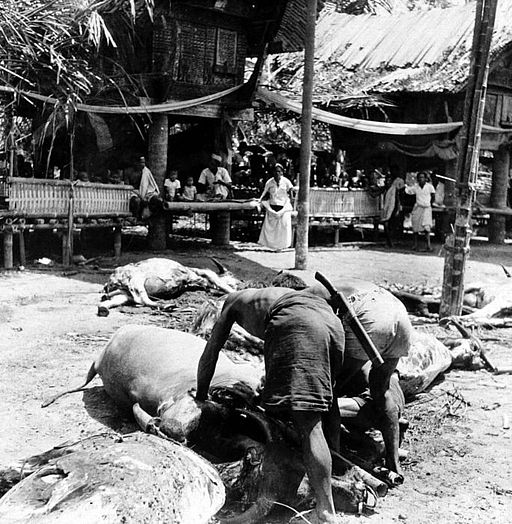 COLLECTIE TROPENMUSEUM Tijdens een dodenfeest in kampong Sadang Celebes wordt het bloed van een pas geslachte karbouw in bamboekokers opgevangen TMnr 10003210