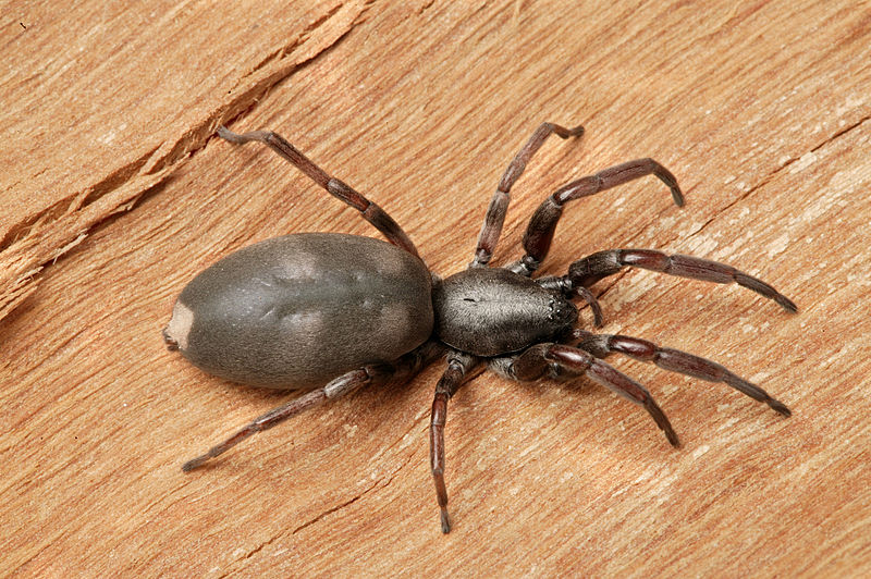 File:CSIRO ScienceImage 210 White tailed spider.jpg