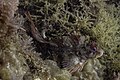 * Nomination Tentacled blenny (Parablennius tentacularis), Arrábida Natural Park, Portugal --Poco a poco 08:49, 11 August 2021 (UTC) * Promotion  Support Good quality. Welcome back. You have been missing here. --Ermell 19:23, 11 August 2021 (UTC)