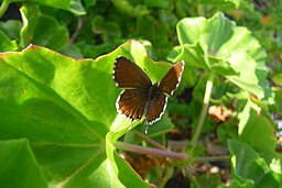 Cacyreus marshalli front