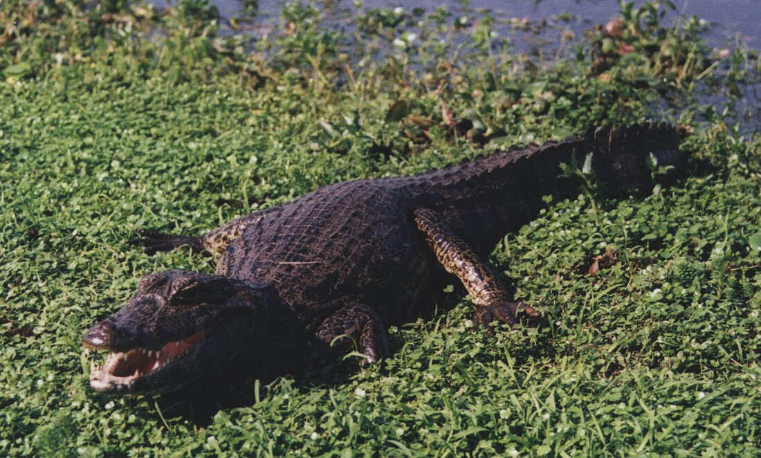 Caiman yacare