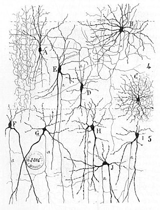 <span class="mw-page-title-main">Wetware computer</span> Computer composed of organic material