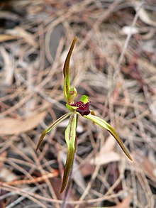 Caladenia gladiolata.jpg