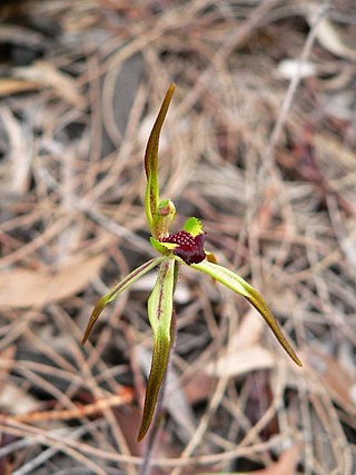 <i>Caladenia gladiolata</i> Species of orchid