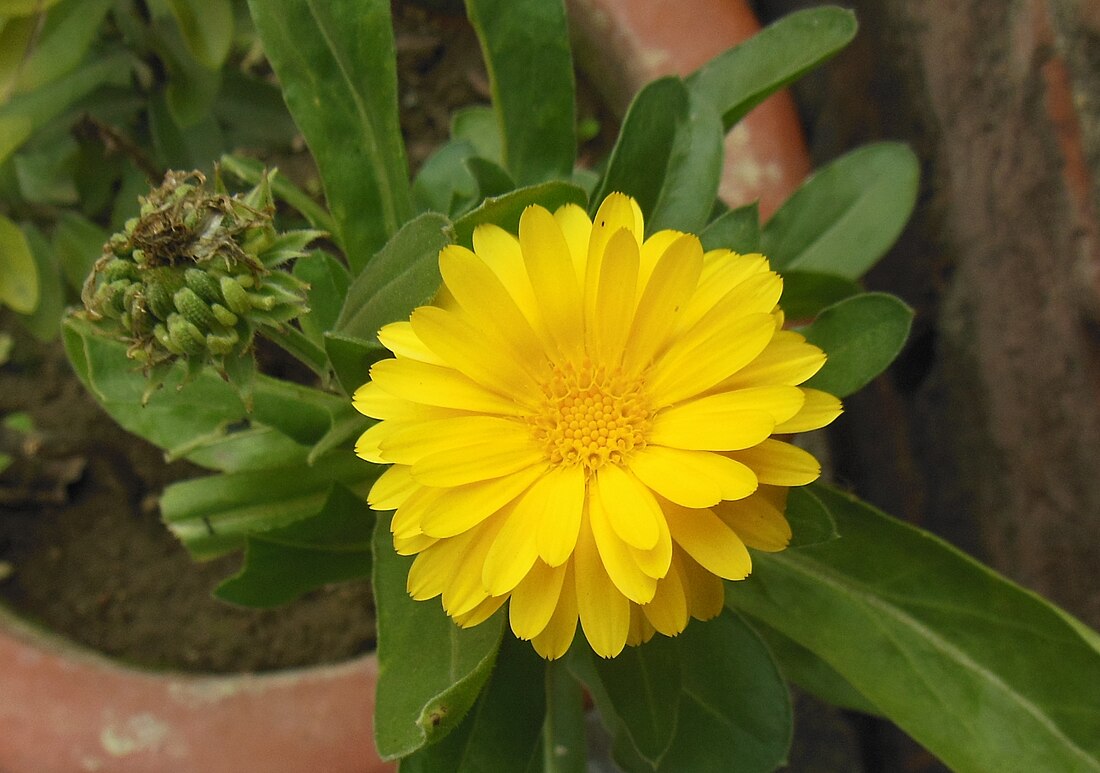 File:Calendula Field Marigold Calendula arvensis.jpg