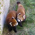 Two Red Pandas