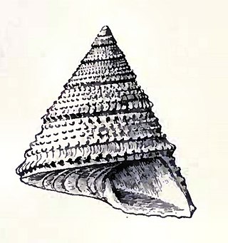 <i>Calliostoma indiana</i> Species of gastropod