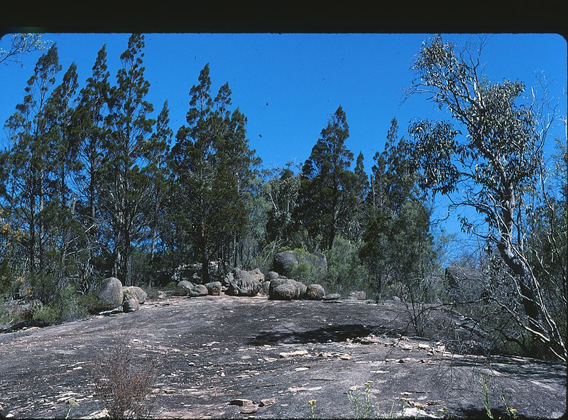 File:Callitris endlicheri Girraween National Park Wyberba Queensland 1980s IMG 0089 (3).jpg