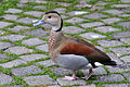 Ringed Teal (Callonetta leucophrys) Rotschulterente