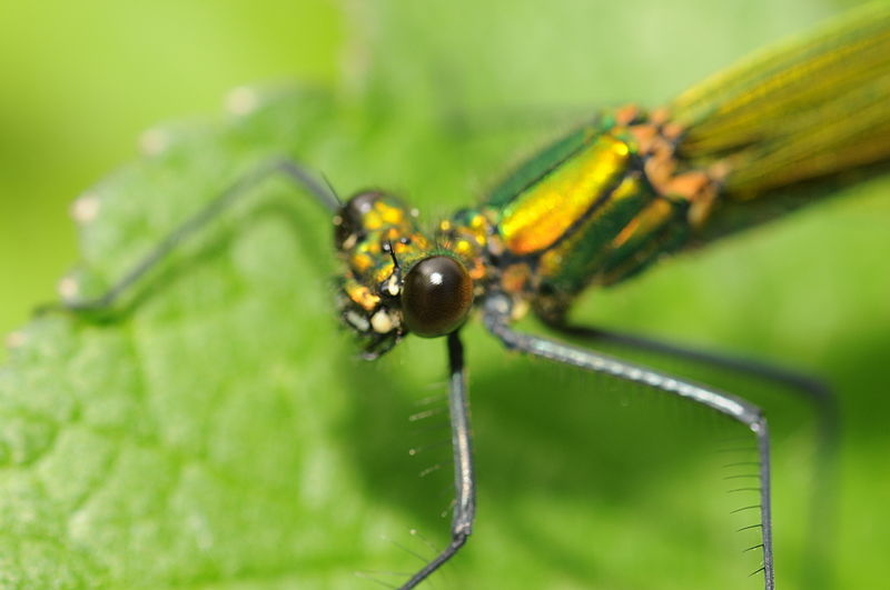 File:Calopteryx splendens (4).jpg