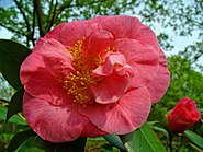 Camellia japonica 001.JPG