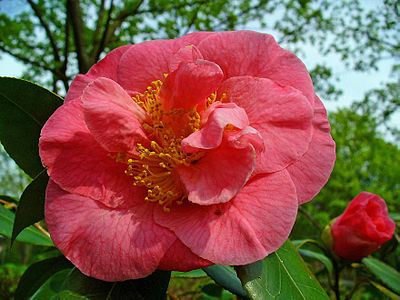 Camellia japonica Flower