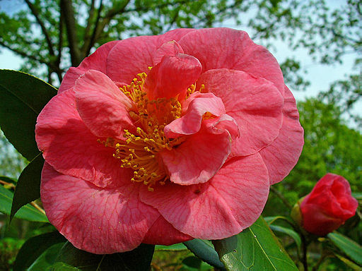 Camellia japonica 001